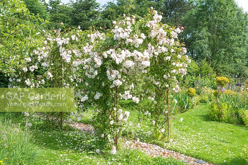 Rosa 'Adelaide d'Orleans' trained over rose arches. Cobbled mosaic path . June