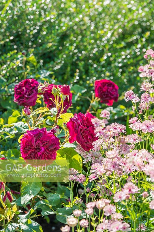 Rosa 'Darcey Bussell' and Astrantia major. June