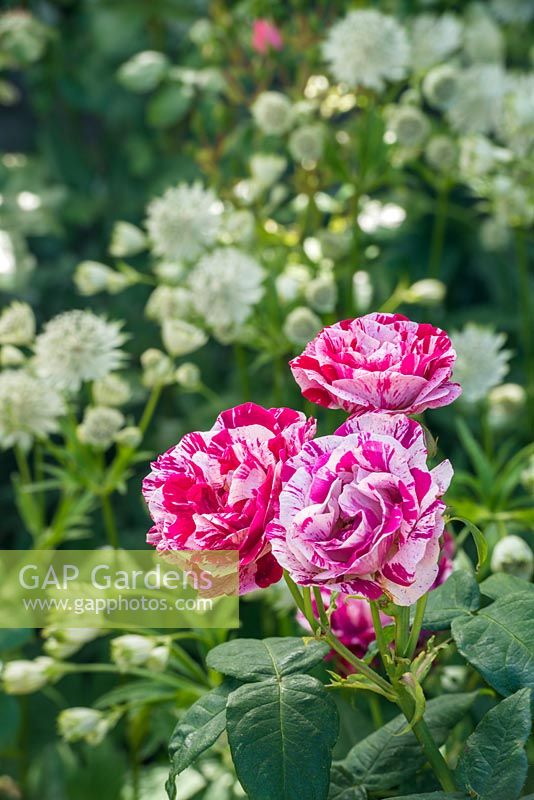 Rosa 'Ferdinand Pichard' and Astrantia major. June