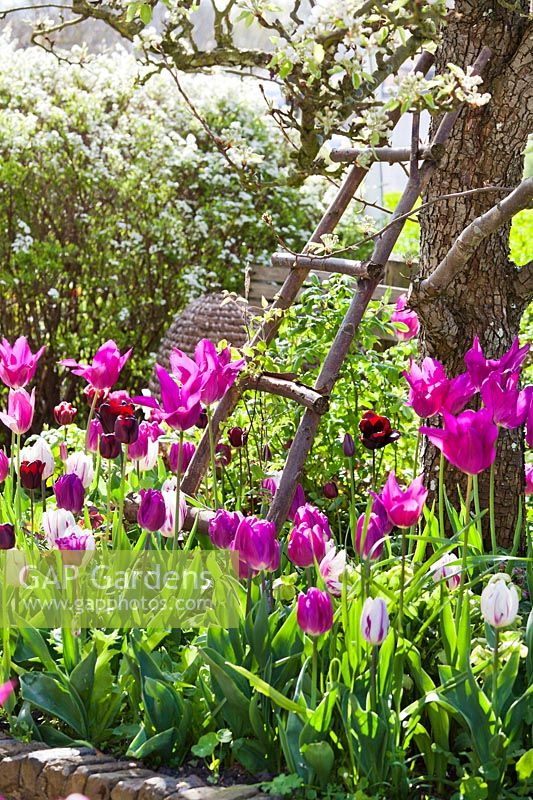 Decorative ladder against pear tree and border of Tulipa 'Purple Flag' and Tulip 'Flaming Flag', April