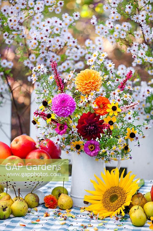 Harvest and jug of autumn flowers Dahlia, Zinnia, Rudbeckia triloba, Cosmos, Asters and Persicaria, October.