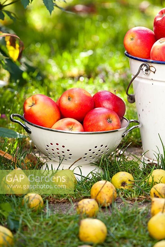 Harvest time - apples and pears in October.