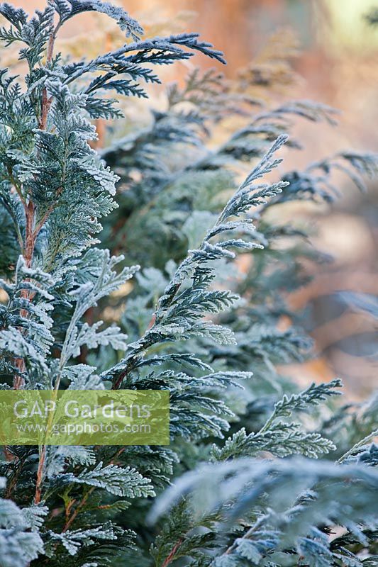 Thuja occidentalis 'Smaragd' in winter.