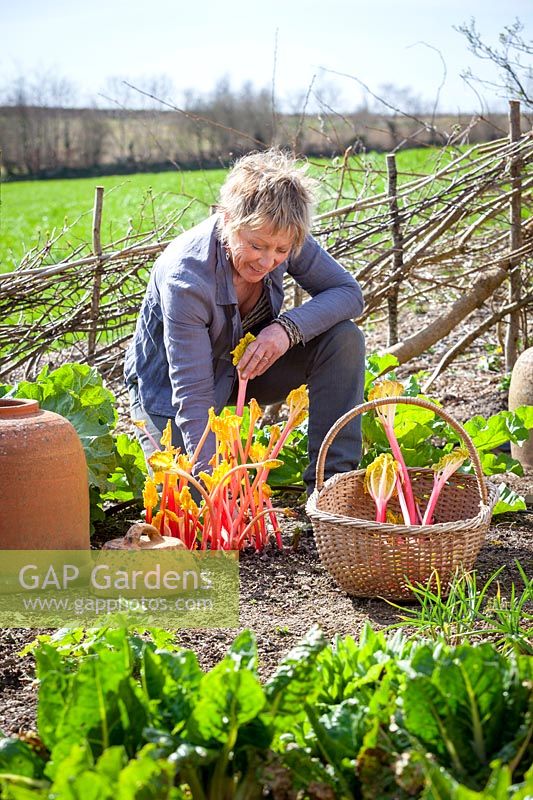 Carol Klein harvesting rhubarb into a basket in spring