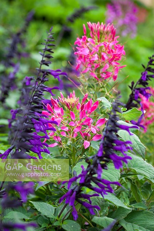 Cleome hassleriana 'Rose Queen' with Salvia 'Amistad'