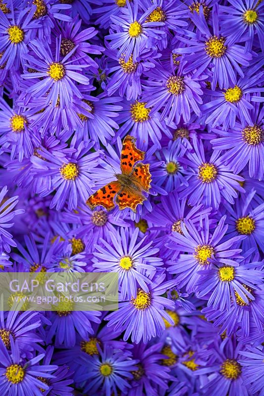 Comma butterfly on Aster amellus 'VeilchenkÃ¶nigin' AGM - 'Violet Queen'. Polygonia c-album