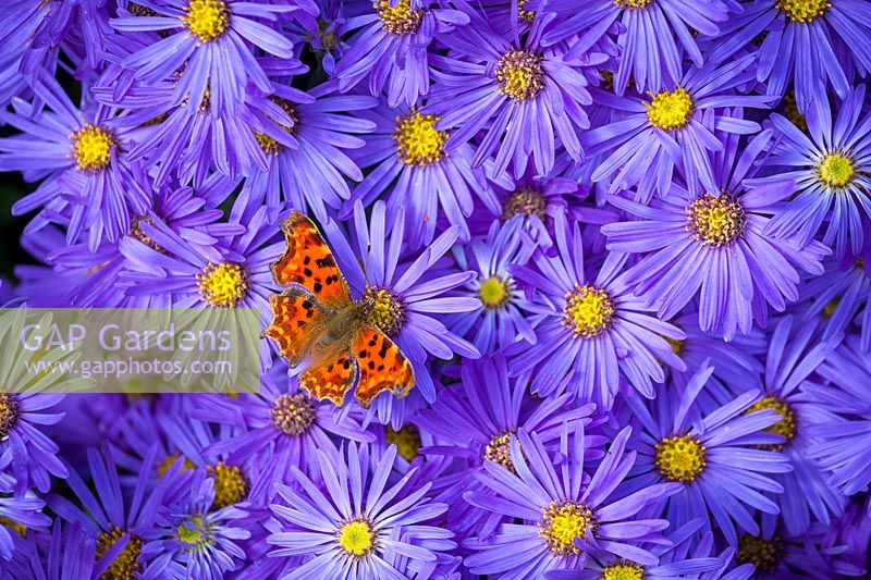 Comma butterfly on Aster amellus 'VeilchenkÃ¶nigin' AGM - 'Violet Queen'. Polygonia c-album