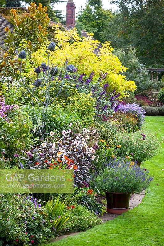 Autumn border in John Massey's garden with Salvia 'Amistad', dahlias, heleniums, helianthus and asters. Tall thistle sculpture.