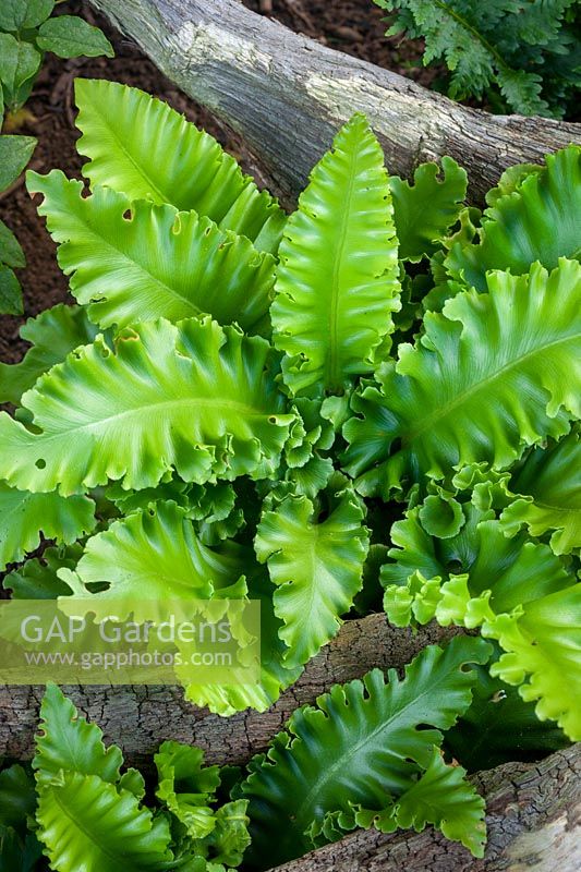 Asplenium scolopendrium Crispum Group growing in the stumpery at John Massey's garden