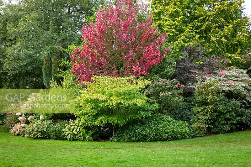 Autumn tree and shrub border at John Massey's garden. Acer rubrum 'Brandywine', Skimmia, Cornus kousa 'Nicole', Sambucus nigra f. porphyrophylla 'Thundercloud' and Aralia elata 'Variegata'