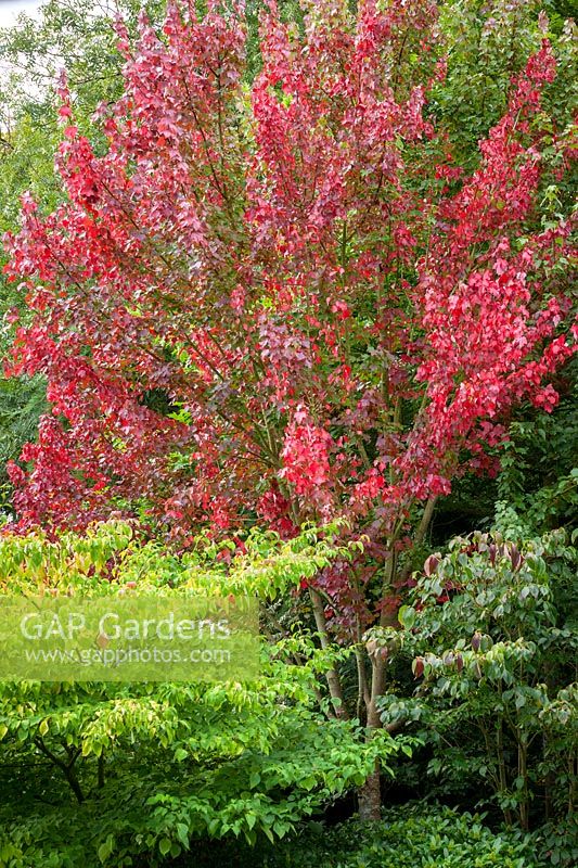 Acer rubrum 'Brandywine'