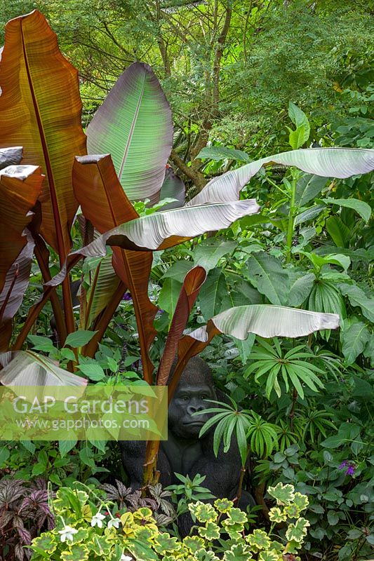 Tropical foliage border at John Massey's garden with gorilla sculpture. Includes Ensete maurelli - Ethiopian black banana -, Begonia luxurians - Palm leaf begonia - and variegated pelargonium