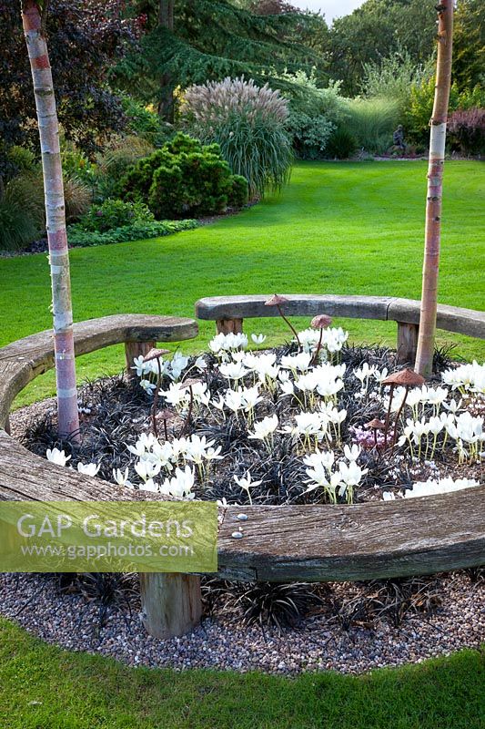 Curved wooden bench seat forming circle around Betula nigra 'Heritage' trees with Colchicum speciosum album AGM - giant meadow saffron, Ophiopogon planiscapus 'Nigrescens' and Cyclamen hederifolium planted at their base.