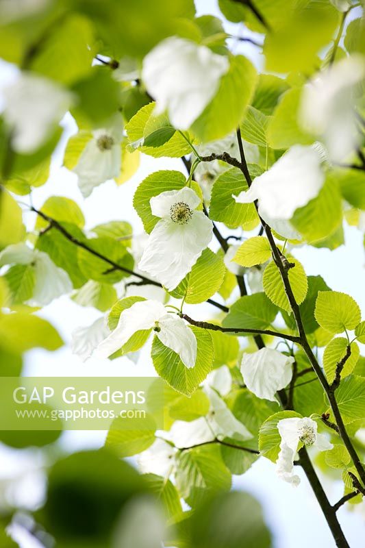 Davidia involucrata