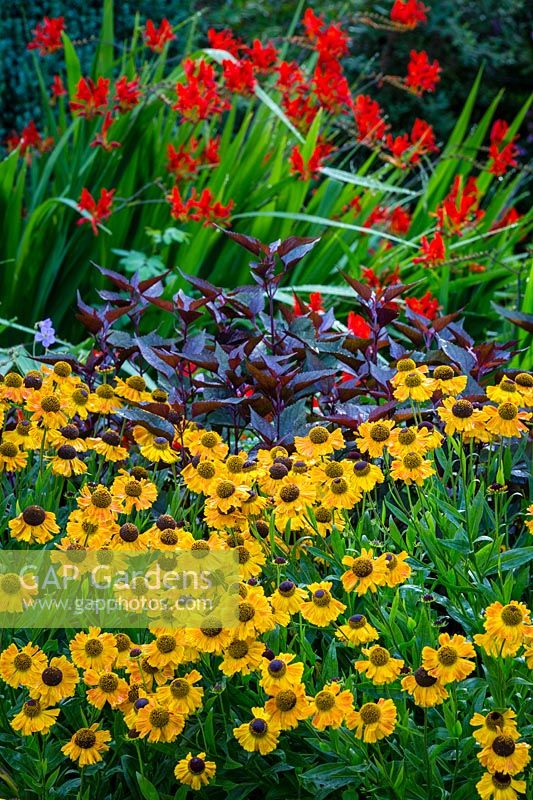 Perennial plant combination with Helenium Wyndley, Ageratina altissima 'Chocolate', and Crocosmia Lucifer