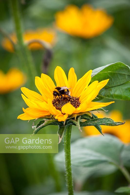 Bee on Helianthus annuus 'Sonja'. Sunflower