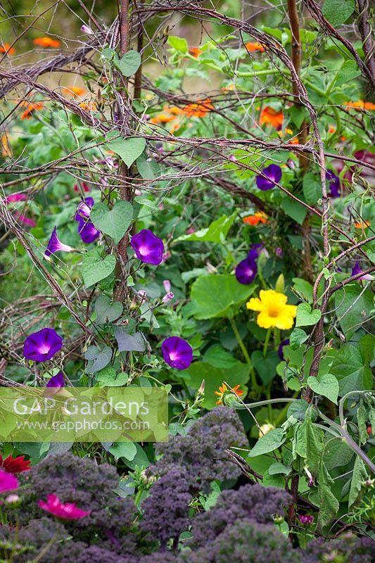 Ipomoea purpurea 'Grandpa Otts'  - Morning Glory - with climbing Squash 'Harlequin' - Cucurbita pepo 'Harlequin'