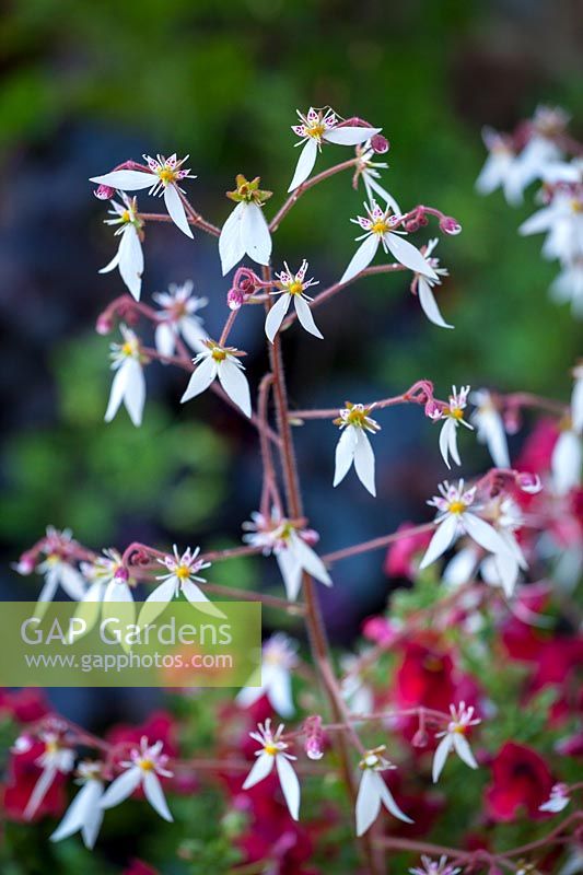 Saxifraga stolonifera 'Kinki Purple'- Saxifrage, June.