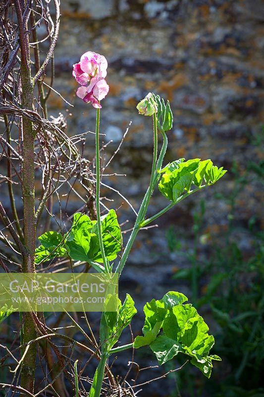 Lathyrus odoratus 'Jacko'- Sweet pea. Showing lack of tendrils and unusual leaf form, July.