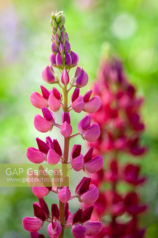 Lupinus 'The Page' - Band of Nobles Series, July.