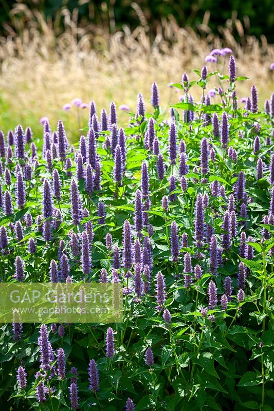Agastache foeniculum syn. Agastache anethiodora and Blue giant hyssop, Anise hyssop, July