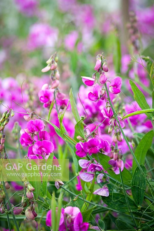 Lathyrus latifolius AGM - Everlasting Pea, Perennial Peavine, August