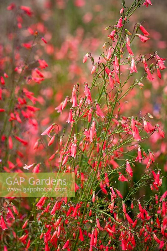 Penstemon barbatus 'Jingle Bells', August.