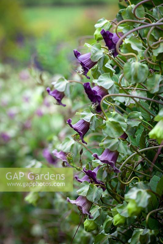 Cobaea scandens over wall - Cup and Saucer Vine, Cathedral Bells, September.