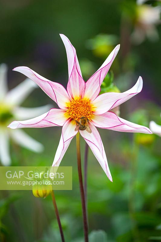 Bee on Dahlia 'Honka Fragile', September