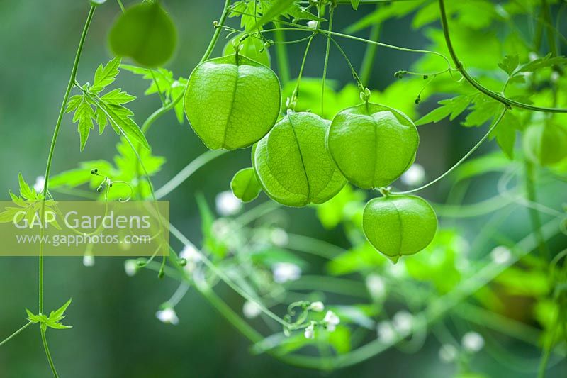 Cardiospermum halicacabum - Balloon vine, Love in a Puff, September.