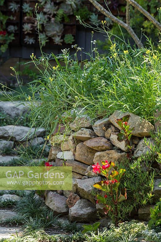 Rocket growing on retaining sandstone wall in inner city courtyard garden.