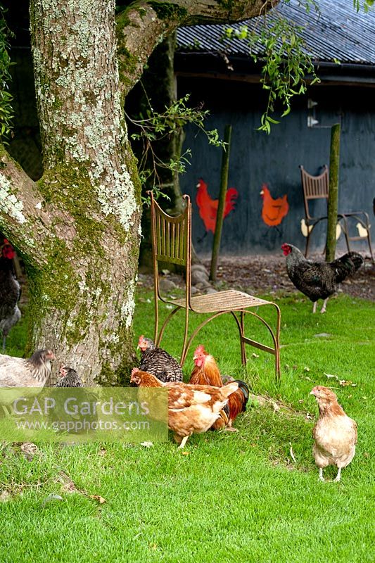 A Maran Cockeral. Ballymaloe Cookery School and Garden. Ireland