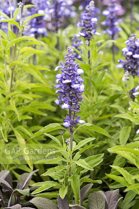 Salvia farinacea 'Fairy Queen', a bicoloured sage with blue and white flowers.