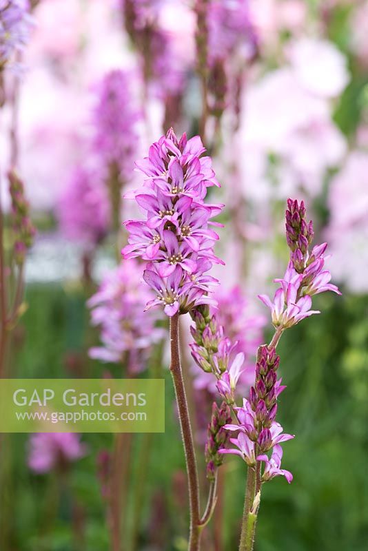 Francoa sonchifolia 'Petite Bouquet', a dwarf perennial with evergreen leaves and pink flower spikes.