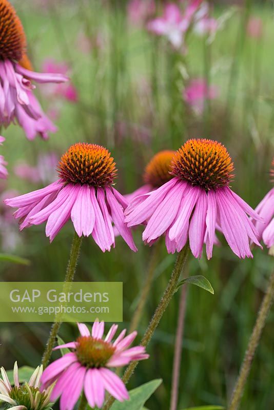 Echinacea purpurea 'Baby Swan Pink', a compact coneflower bearing many pinkish flowers with orange brown cones  from July. Loved by bees.