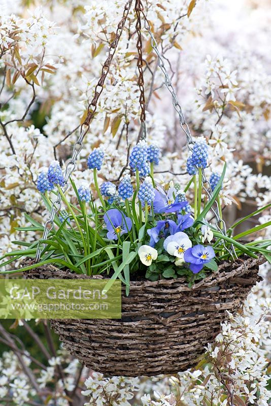Hanging basket of Muscari 'Lady Blue', grape hyacinth, and violas flowering in March. Backdrop of amelanchier blossom.