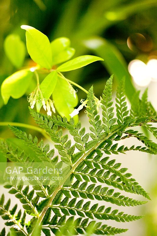 Polystichum aculeatum and Trachelospermum jasminoides, Milan, Italy.