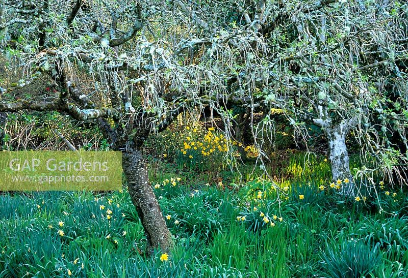 Cotoneaster frigidus underplanted with Narcissus 'Spring Glory' at Inverewe Gardens 
