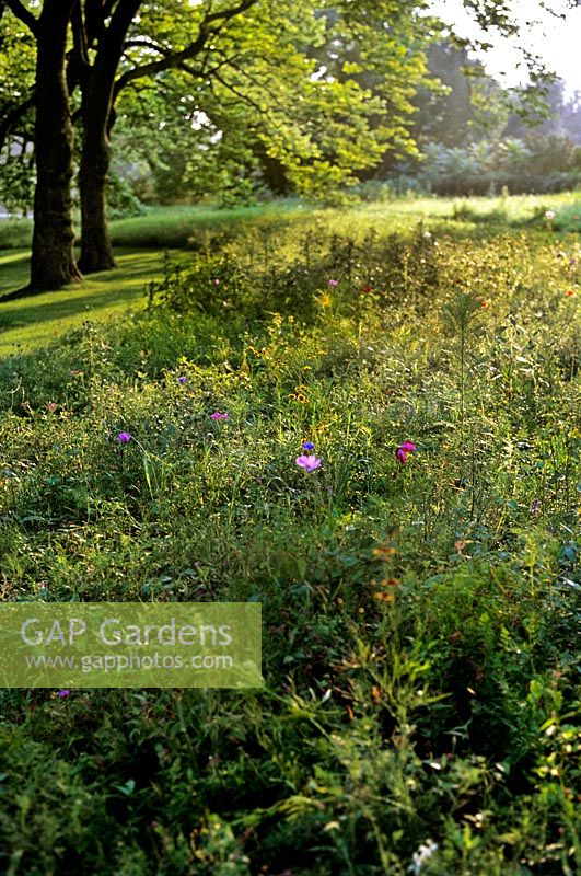 Meadow planting Hither Lane, Long Island, USA