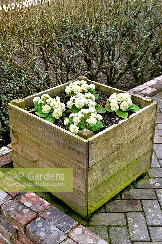 Wooden box planter with yellow flowering Primroses. The Lost Gardens of Heligan, March.