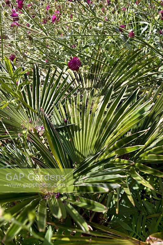 Trachycarpus wagnerianus - Miniature Chusan palm with Knautia macedonica, August.