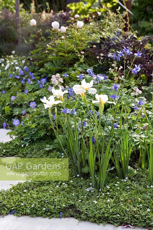 Border of perennial plants Iris, Aquilega 'Hensol Harebell', Geranium and Pratia pedunculata, groundcover, RHS Chelsea 2011, May, Trailfinders Australian Garden.