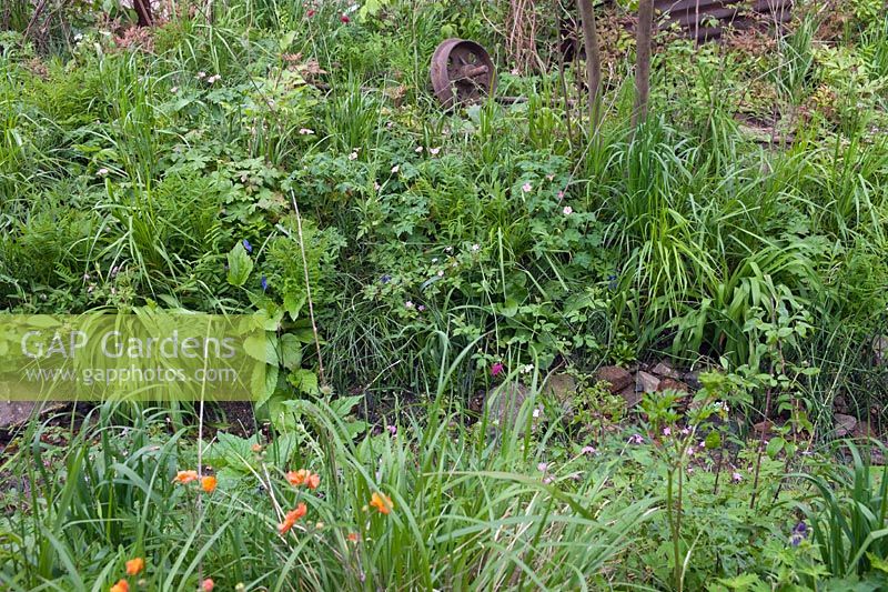 Stream in naturalised planting, 'Quite Time' in DMZ Forbidden Garden, RHS Chelsea, 2012.