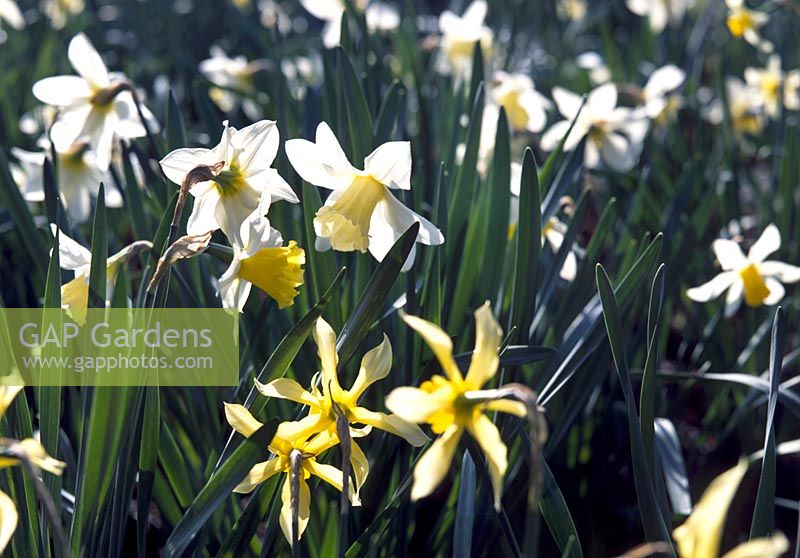 Narcissus varieties at Inverewe Gardens, N. 'Golden Mary' - yellow, N. 'Lord Kitchener'- white, pale yellow. 