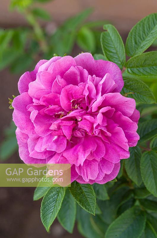 Rosa 'Roseraie de l'Hay' - Rugosa rose, June. 
