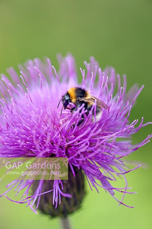 Cirsium heterophyllum - Melancholy thistle with bumble bee, July.