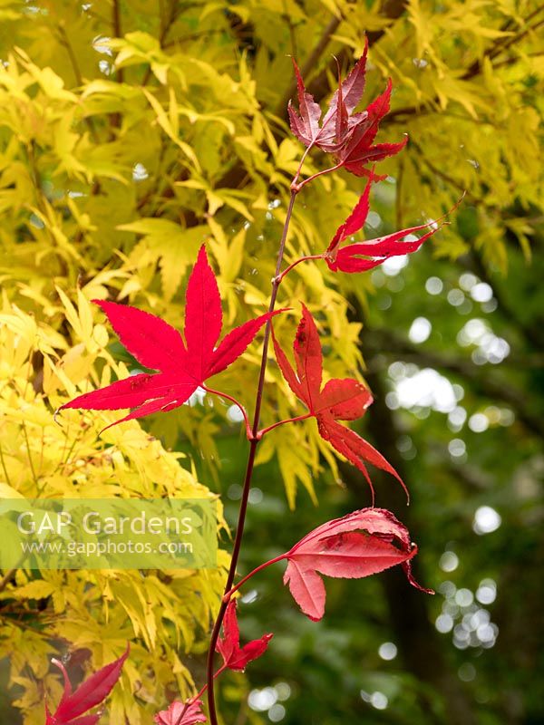 Acer palmatum 'Bloodgood', October.