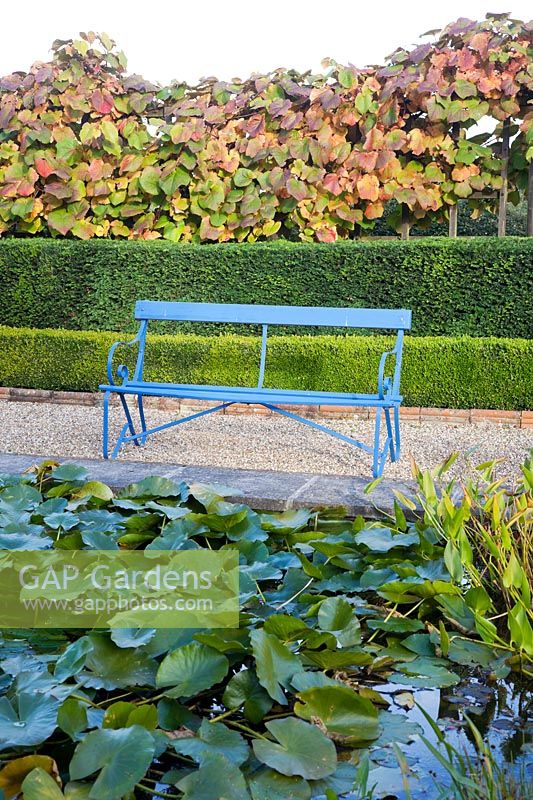 A bright blue painted bench sits on pea shingle by Water Lily filled pond, backed with Vitis coignetiae, Taxus baccata - Yew - hedge and a lower Buxus sempervirens  - Box - hedge.