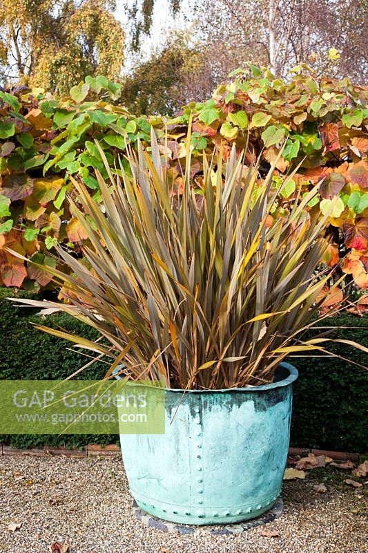 Phormium tenax purpureum group planted in old copper tub backed with Vitis coignetiae, Taxus baccata - Yew - hedge and a lower Buxus sempervirens  - Box - hedge.