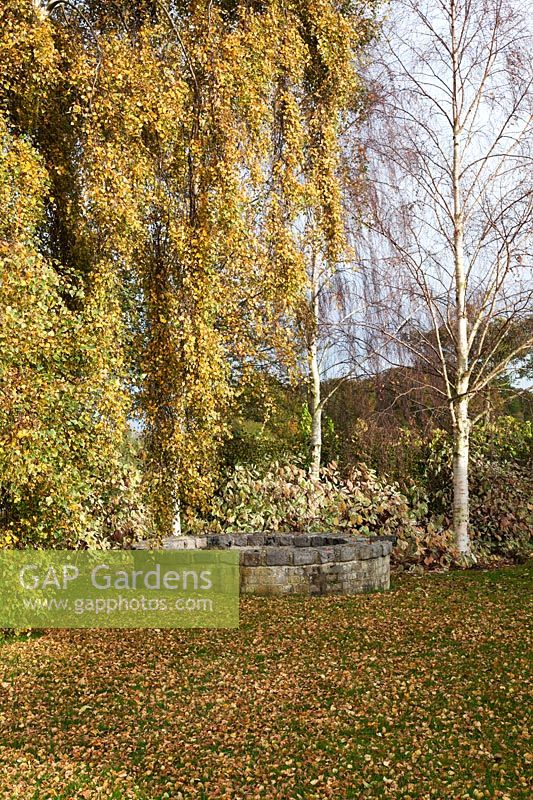 Mature Betula pendula 'Youngii' with autumn coloured leaves by well 